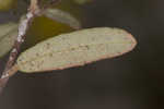 Coastal sand frostweed